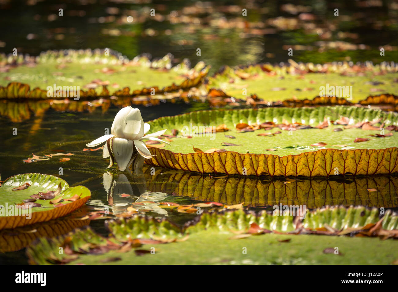 Giant Waterlilies in Mauritius Botanical gardens Stock Photo Alamy