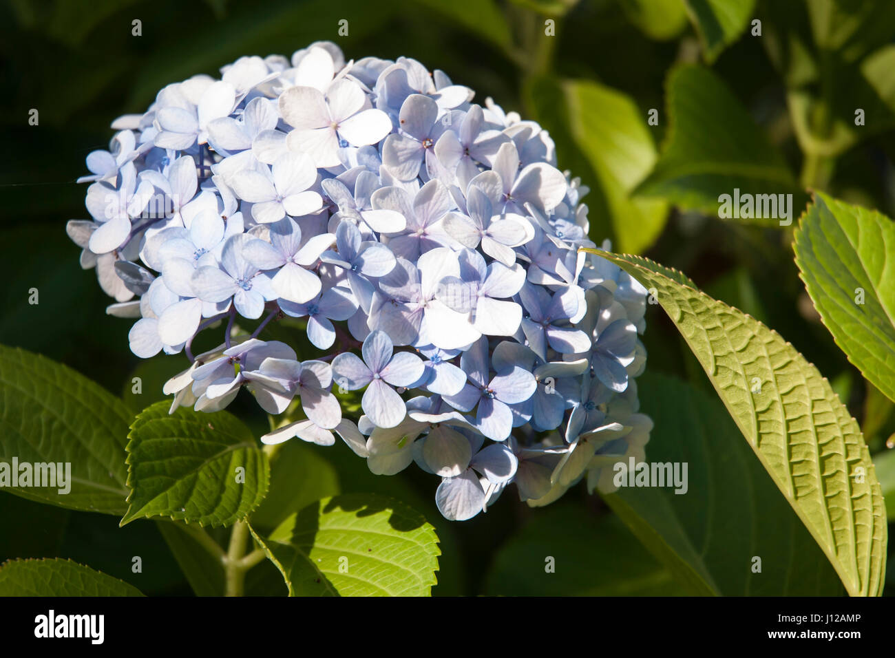 Hydrangea macrophylla flowers Stock Photo Alamy
