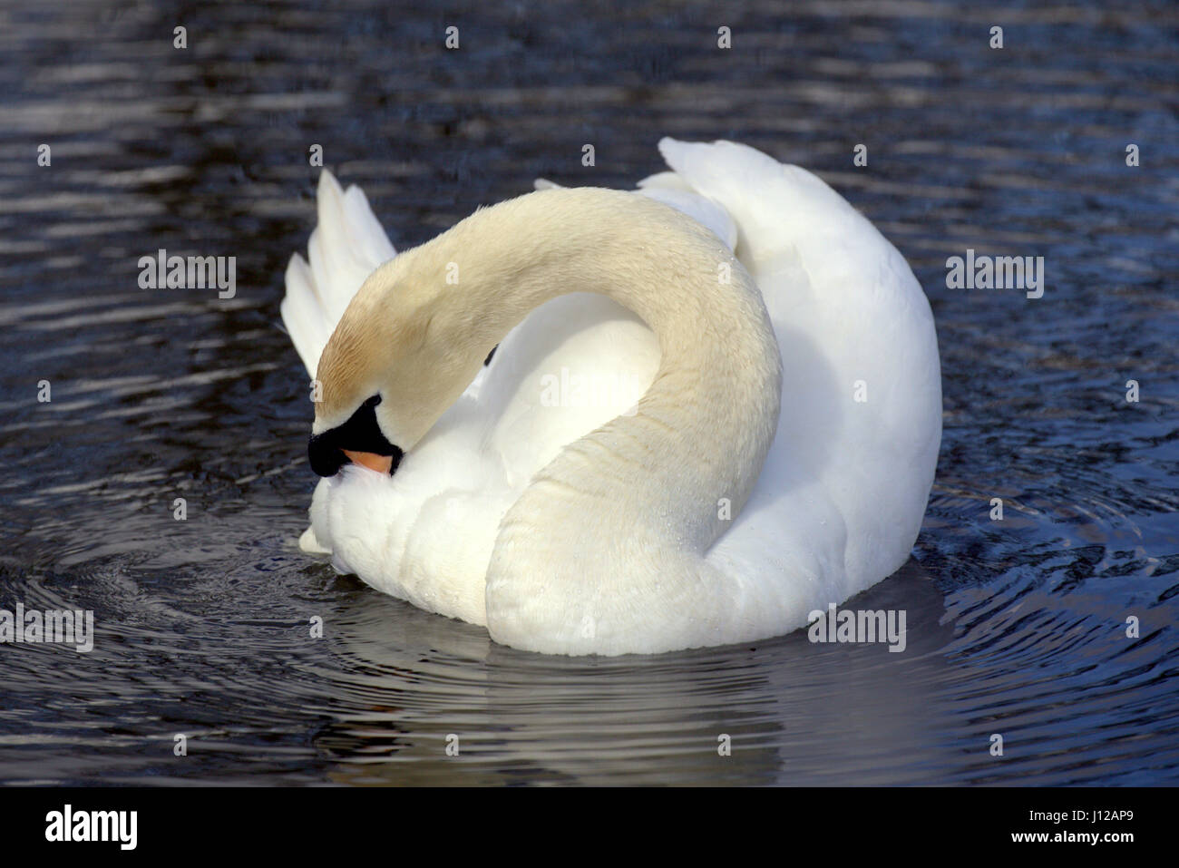 close up of a swan preening on a pond Stock Photo