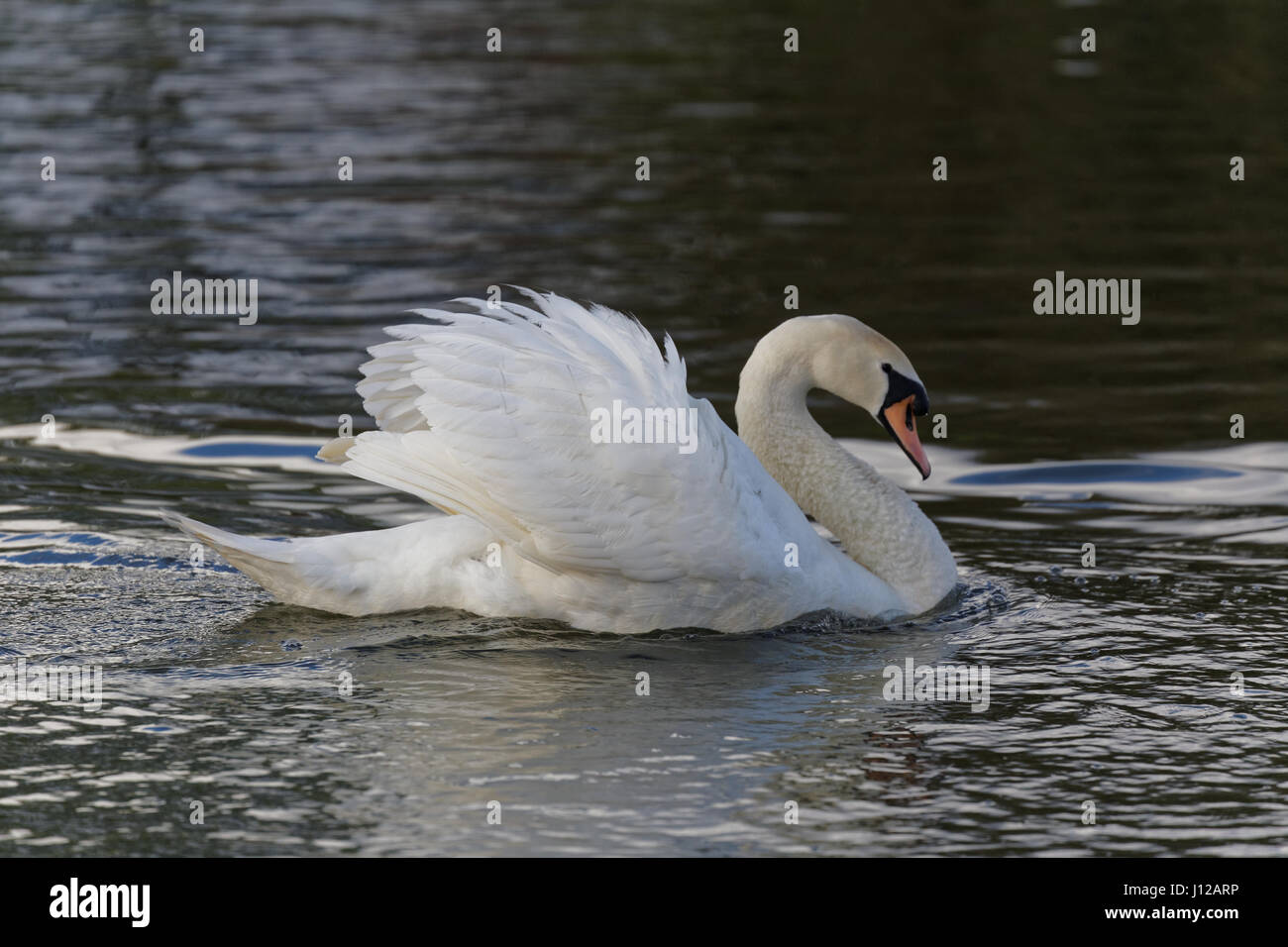 close up of a swan preening on a pond Stock Photo