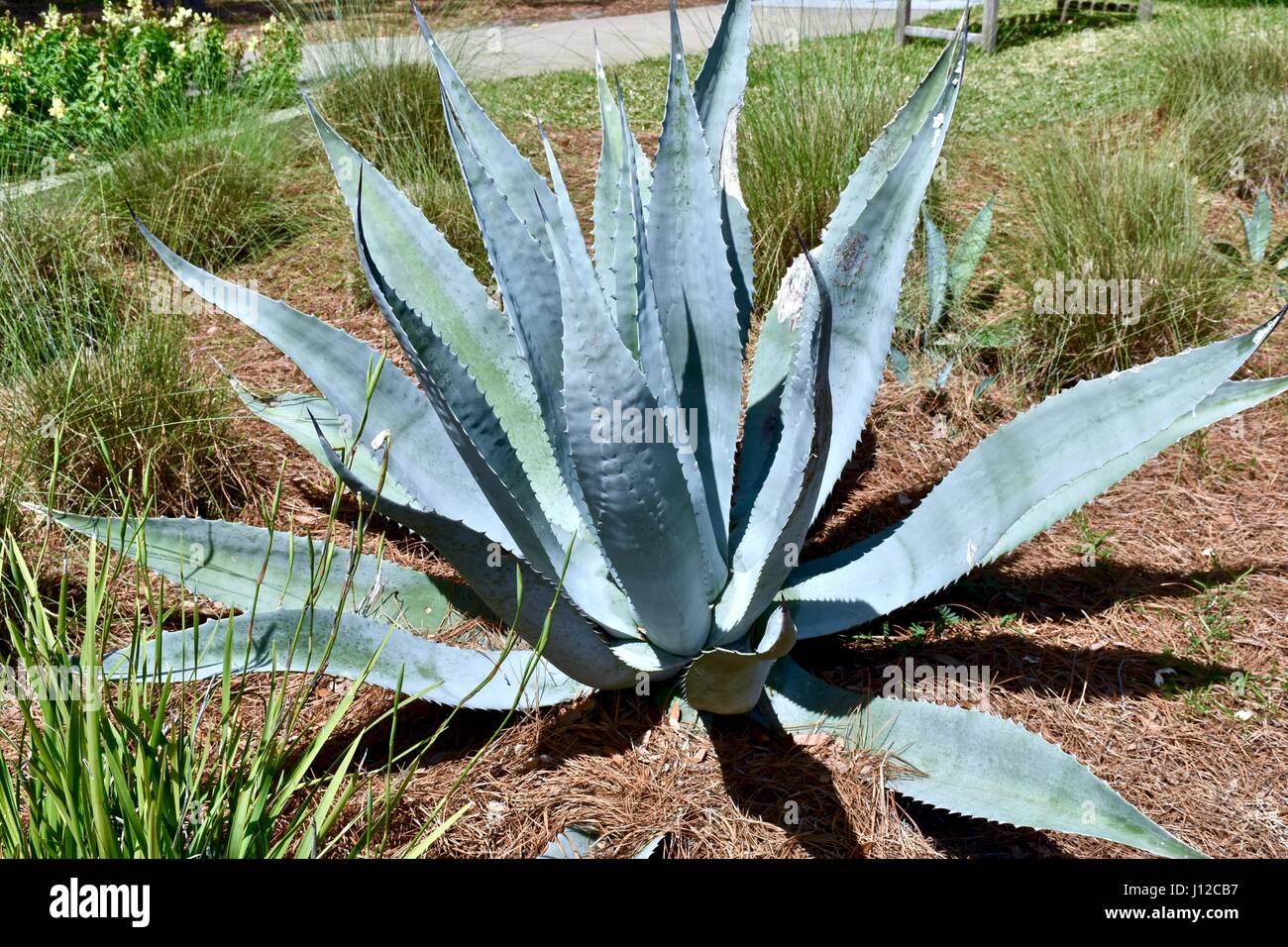 Aloe vera plant Stock Photo
