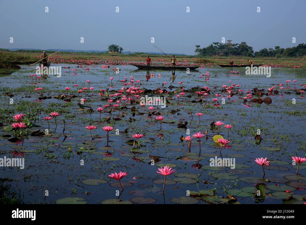 Red water Lily at Sunamganj, Bangladesh Stock Photo Alamy
