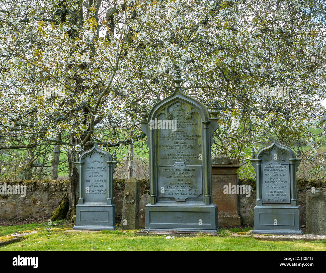 Orrnate family headstones in old churchyard with Spring blossom, Crichton Collegiate Church, Midlothian, Scotland, UK Stock Photo