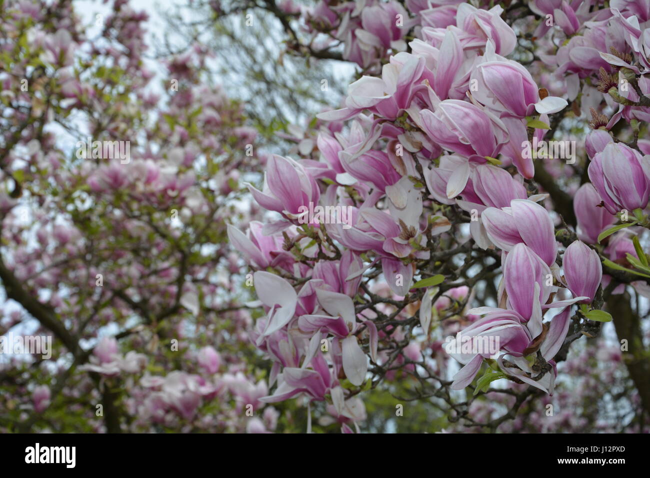 Branch with pink magnolia blossoms ( Magnoliaceae Stock Photo - Alamy