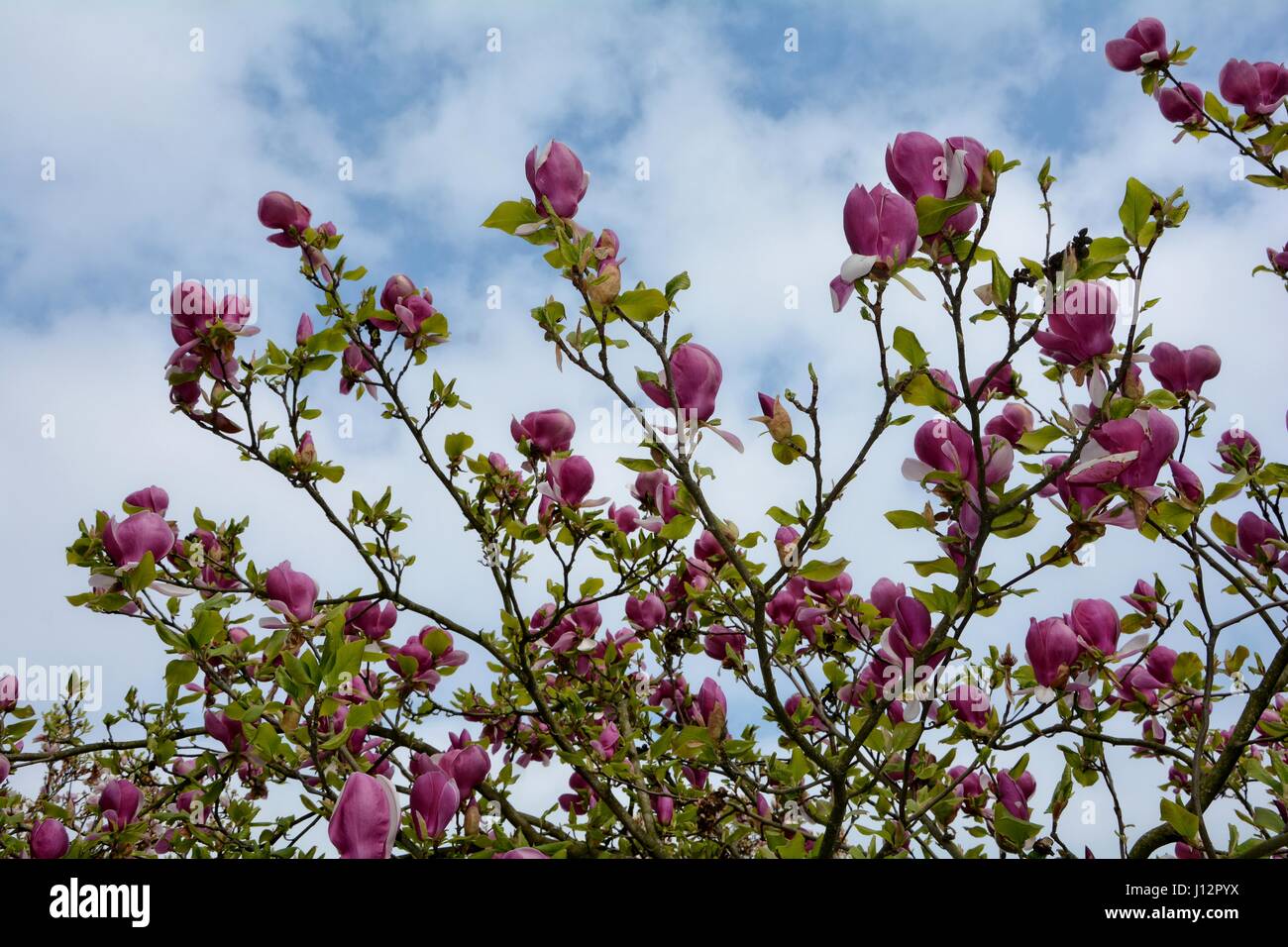 Pink Magnolia blossoms on the tree  with blue sky   (   Magnoliaceae   ) Stock Photo
