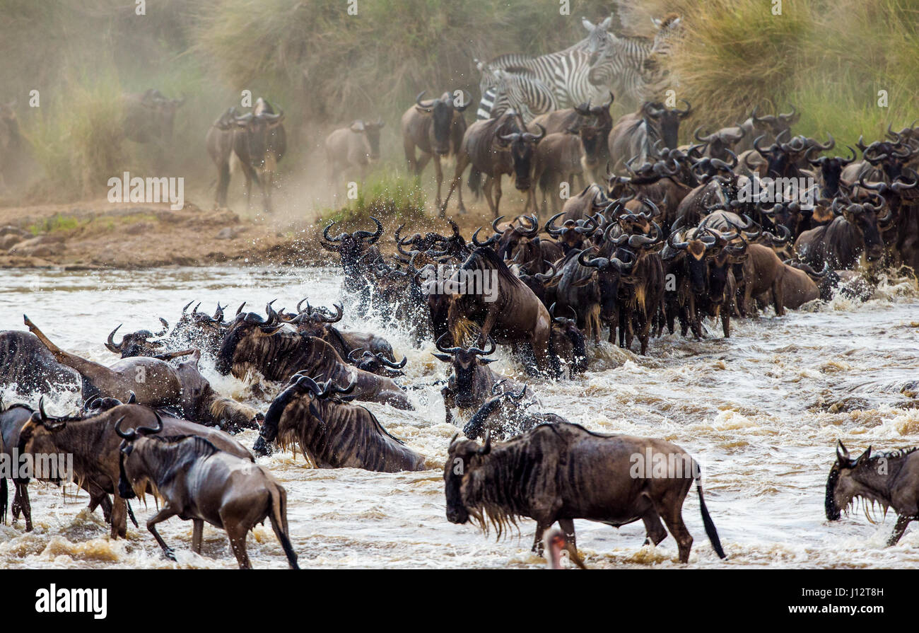 Wildebeests are crossing Mara river. Great Migration. Kenya. Tanzania. Masai Mara National Park. Stock Photo
