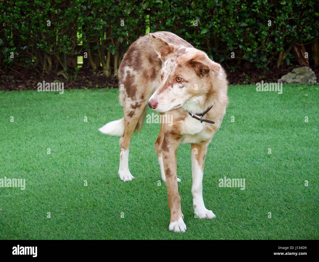 Red merle Collie portrait Stock Photo Alamy