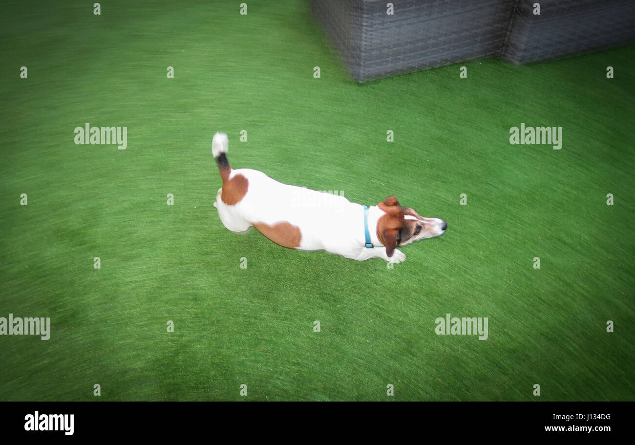 Jack Russell running. Motion blur Stock Photo