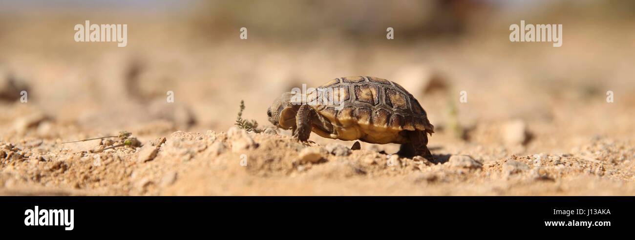 A 6-month old desert tortoise found during the Desert Tortoise translocation eats aboard Marine Corps Air Ground Combat Center, Twentynine Palms, Calif., April 12, 2017. Because the animal is too small to be translocated, it will be sent to the Tortoise Research and Captive Rearing Site, a long-term assessment of how to protect nests, hatchlings and juveniles until they grow resilient enough to endure the harsh physical environment, resist most predation and mature to fully-functional adults that produce offspring and support the population.  (U.S. Marine Corps photo by Cpl. Julio McGraw) Stock Photo