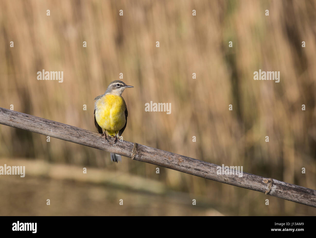 Gray Wagtail in the pond of the Roman coast Stock Photo