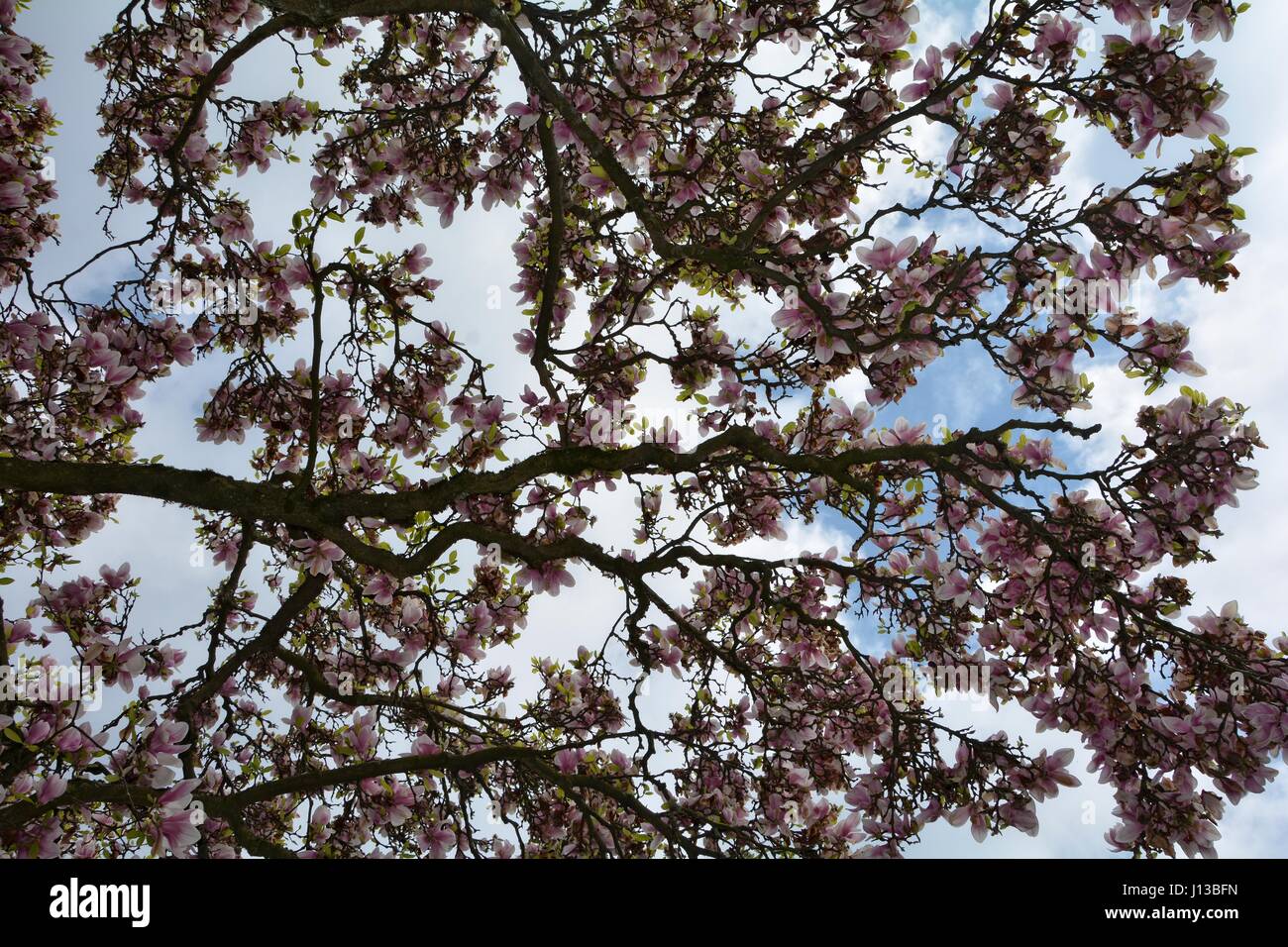 Look upwards to the magnolias blossoms   (  Magnoliaceae  ) Stock Photo