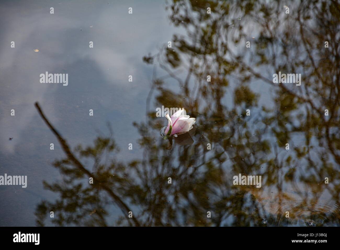 Pink Magnolia blossoms swims in the water with reflexion of trees Stock