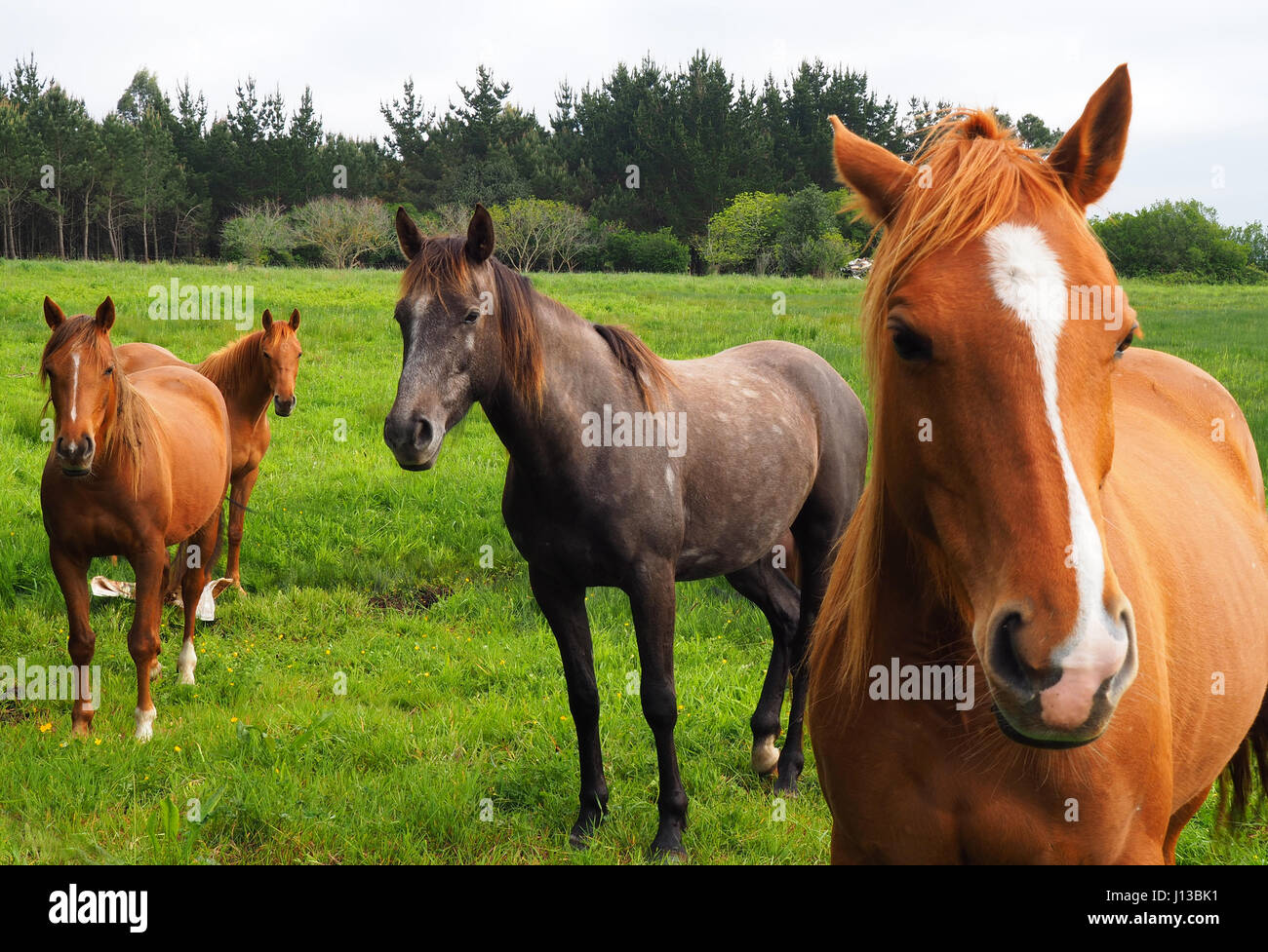 View of brown horses in a green field Stock Photo - Alamy