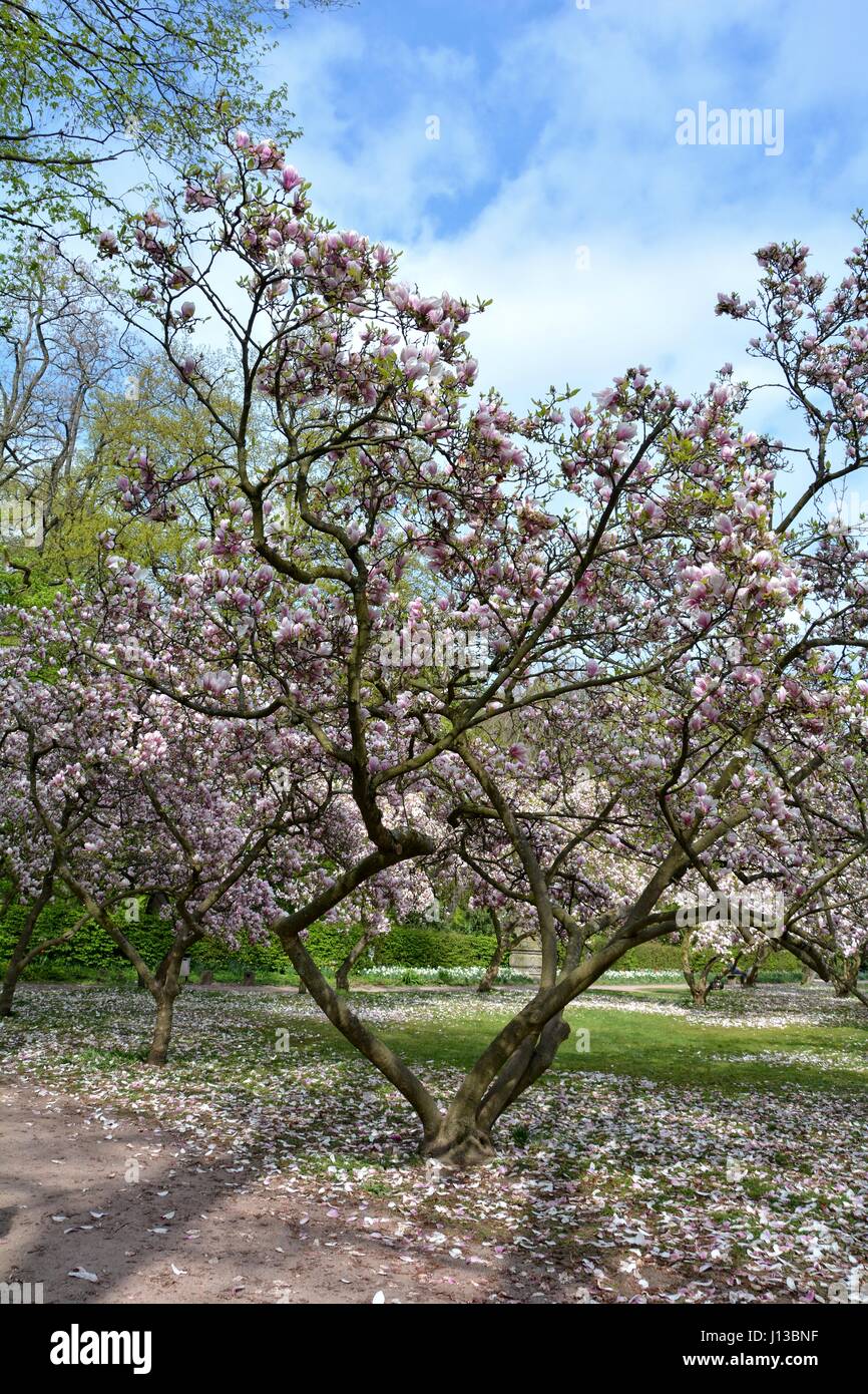 Magnolias tree in the park   (  Magnoliaceae  ) Stock Photo