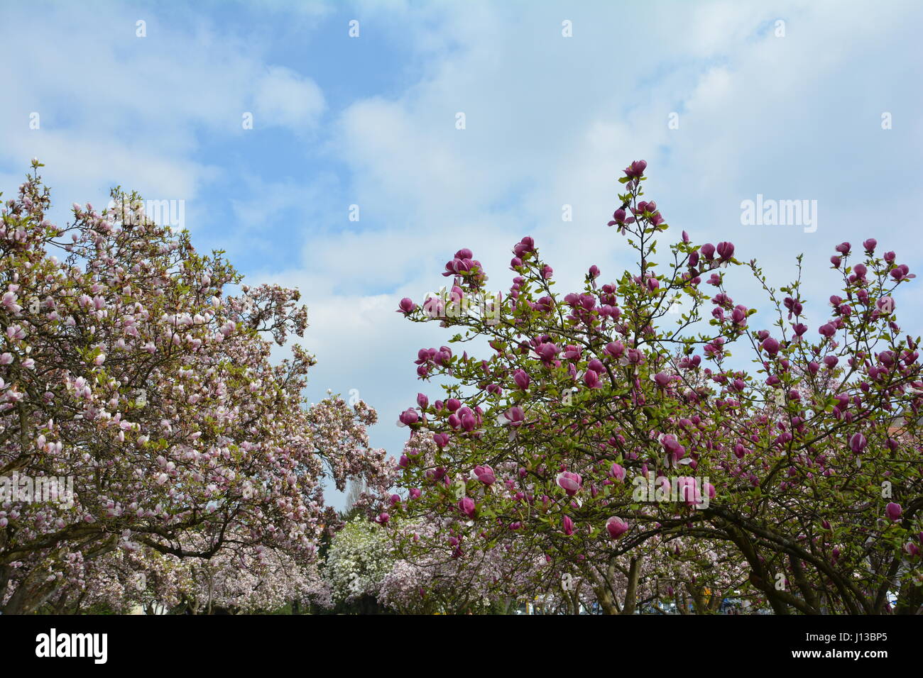 Magnolias tree in the park   (  Magnoliaceae  ) Stock Photo