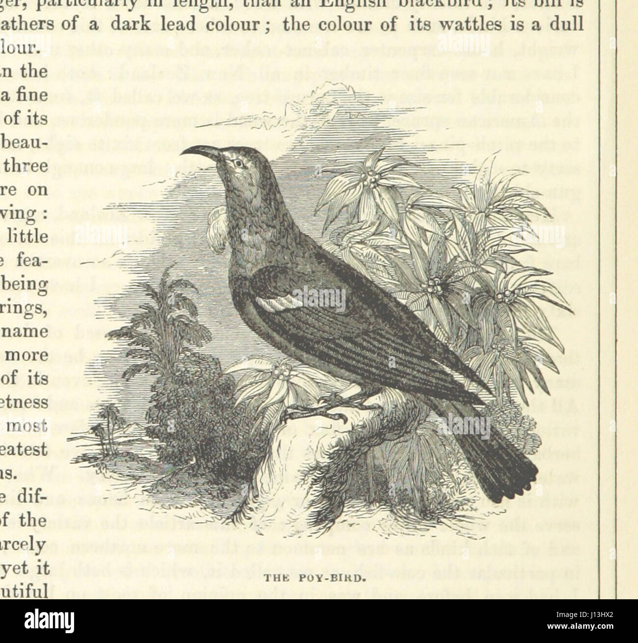 [The Voyages of Captain James Cook. Illustrated ... With an appendix ...