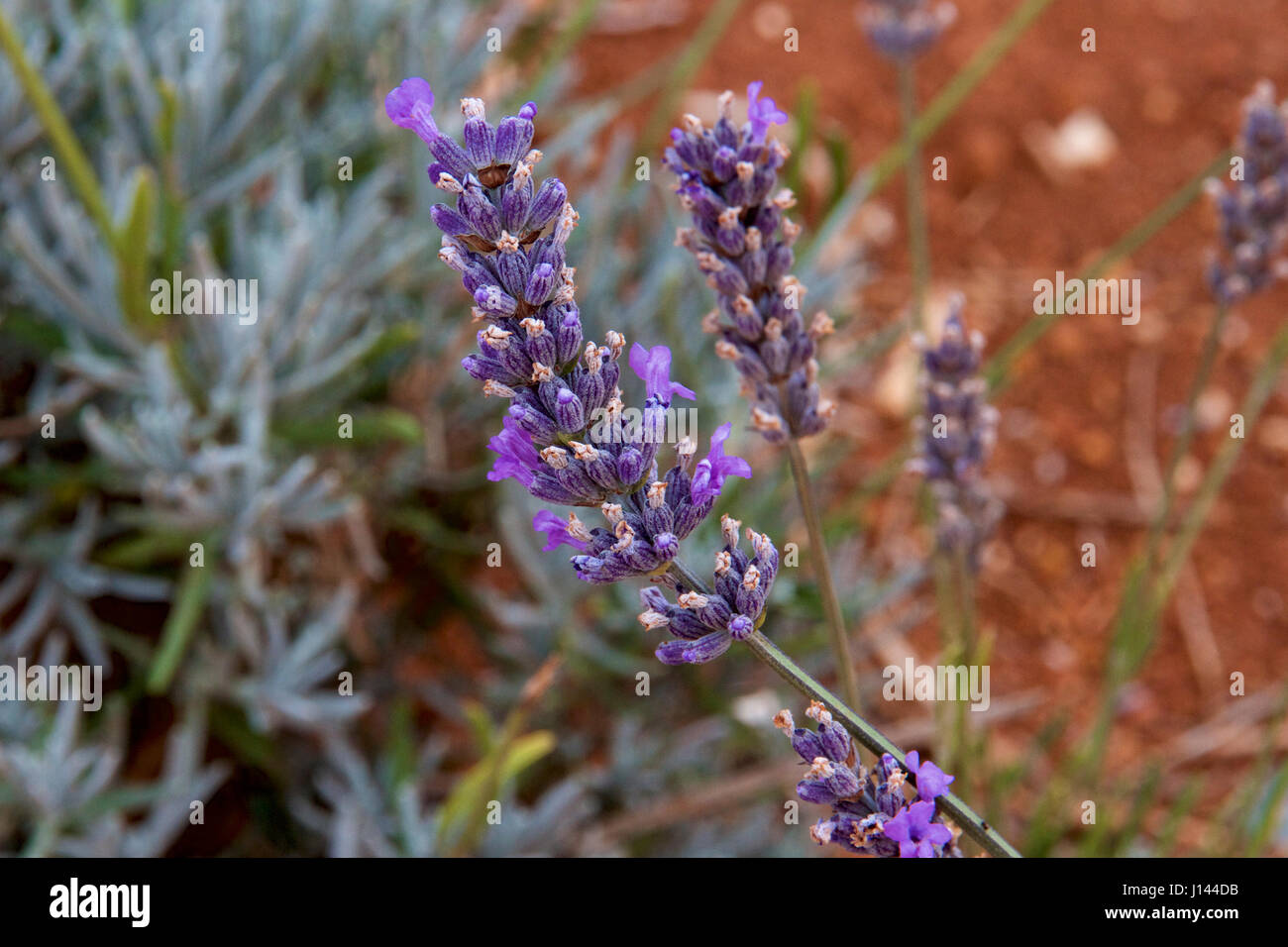 Lavender flowers growing in a garden. Stock Photo
