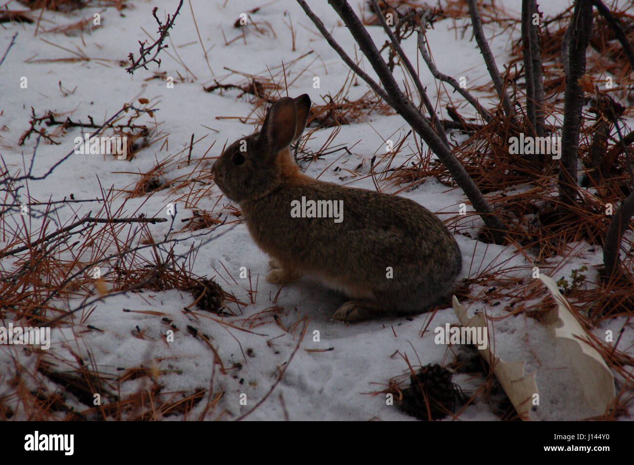 bunny in the snow Stock Photo Alamy