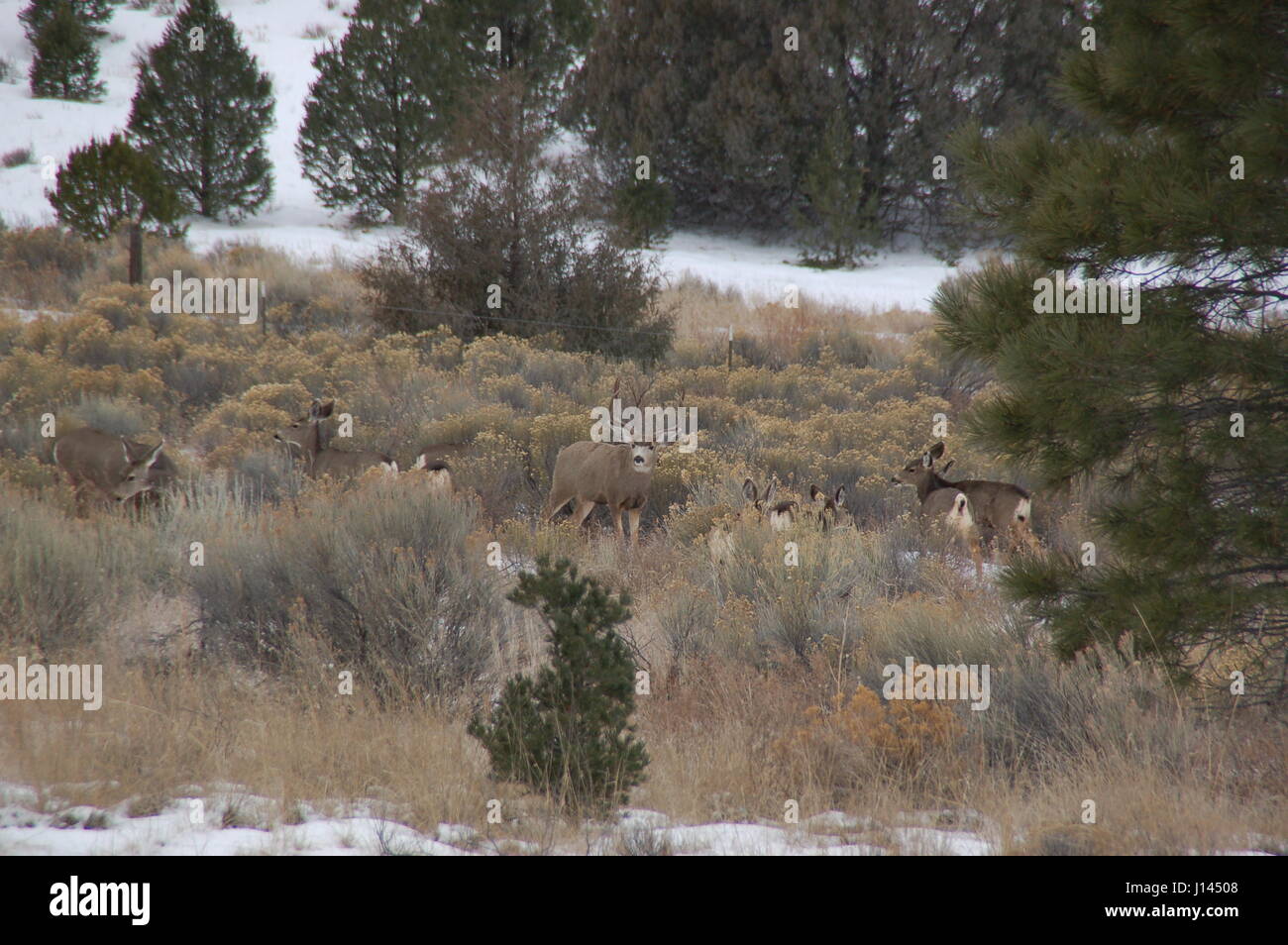 deer in new mexico Stock Photo Alamy