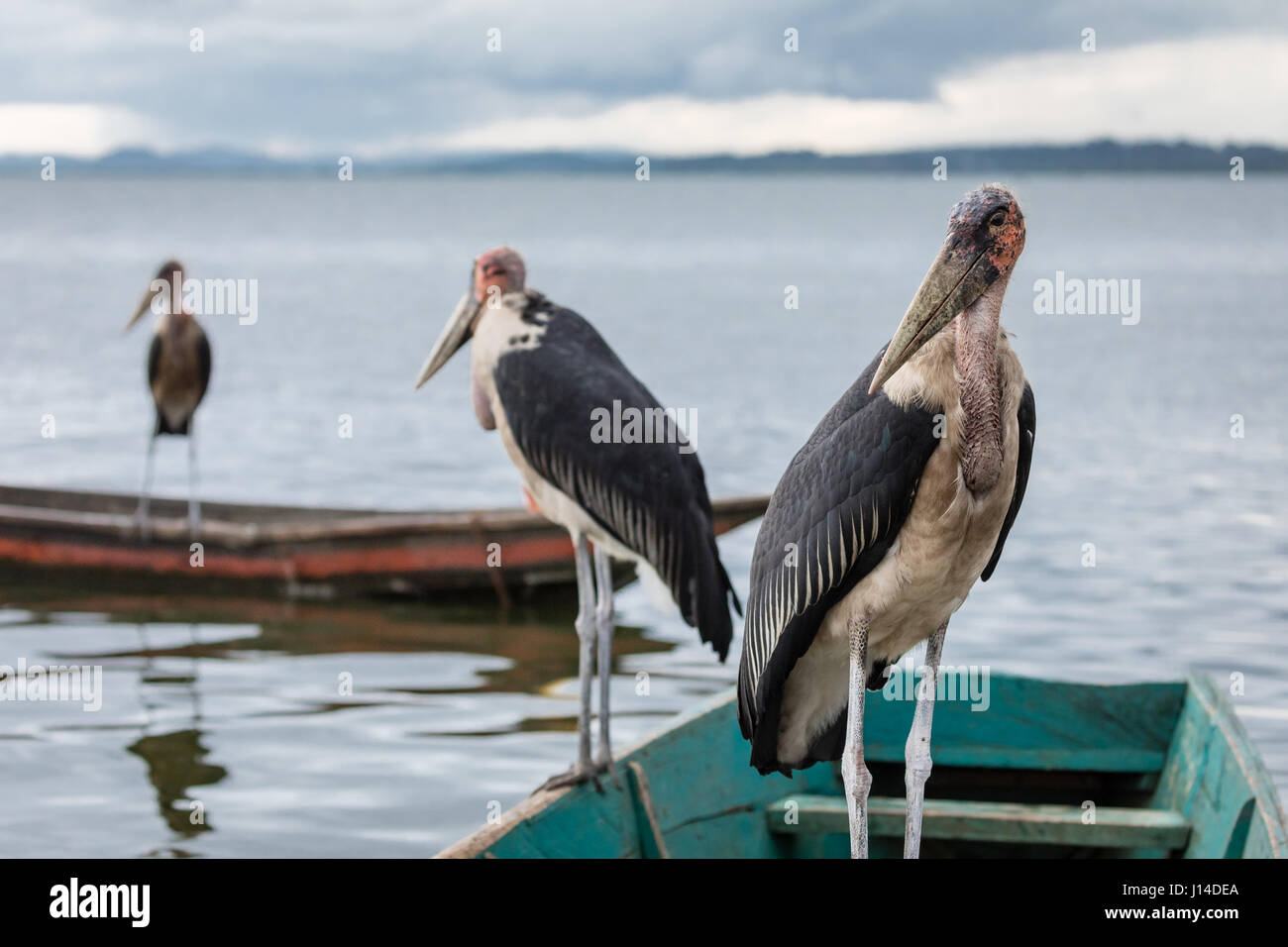 The Marabou Stork is a large wading bird in the stork family. Stock Photo