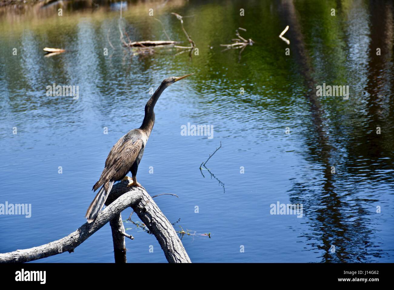 Heron (Ardeidae) perched on a branch over a lake Stock Photo