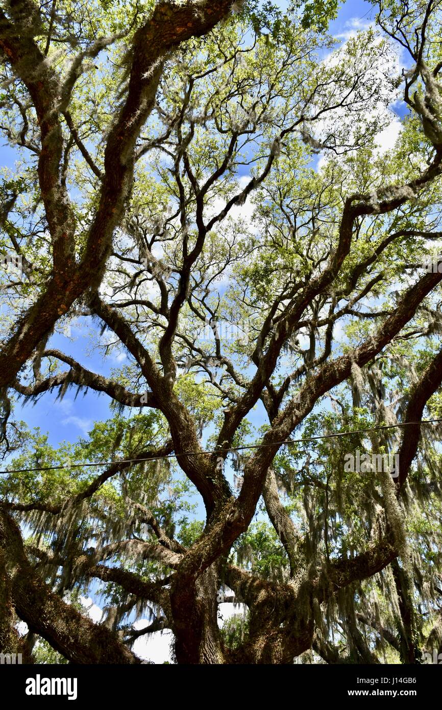Big oak tree in Savannah, GA, USA Stock Photo Alamy