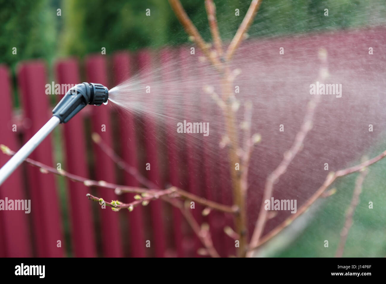 Sprinkle On Insect insecticide sprinkling on spring garden Stock Photo - Alamy