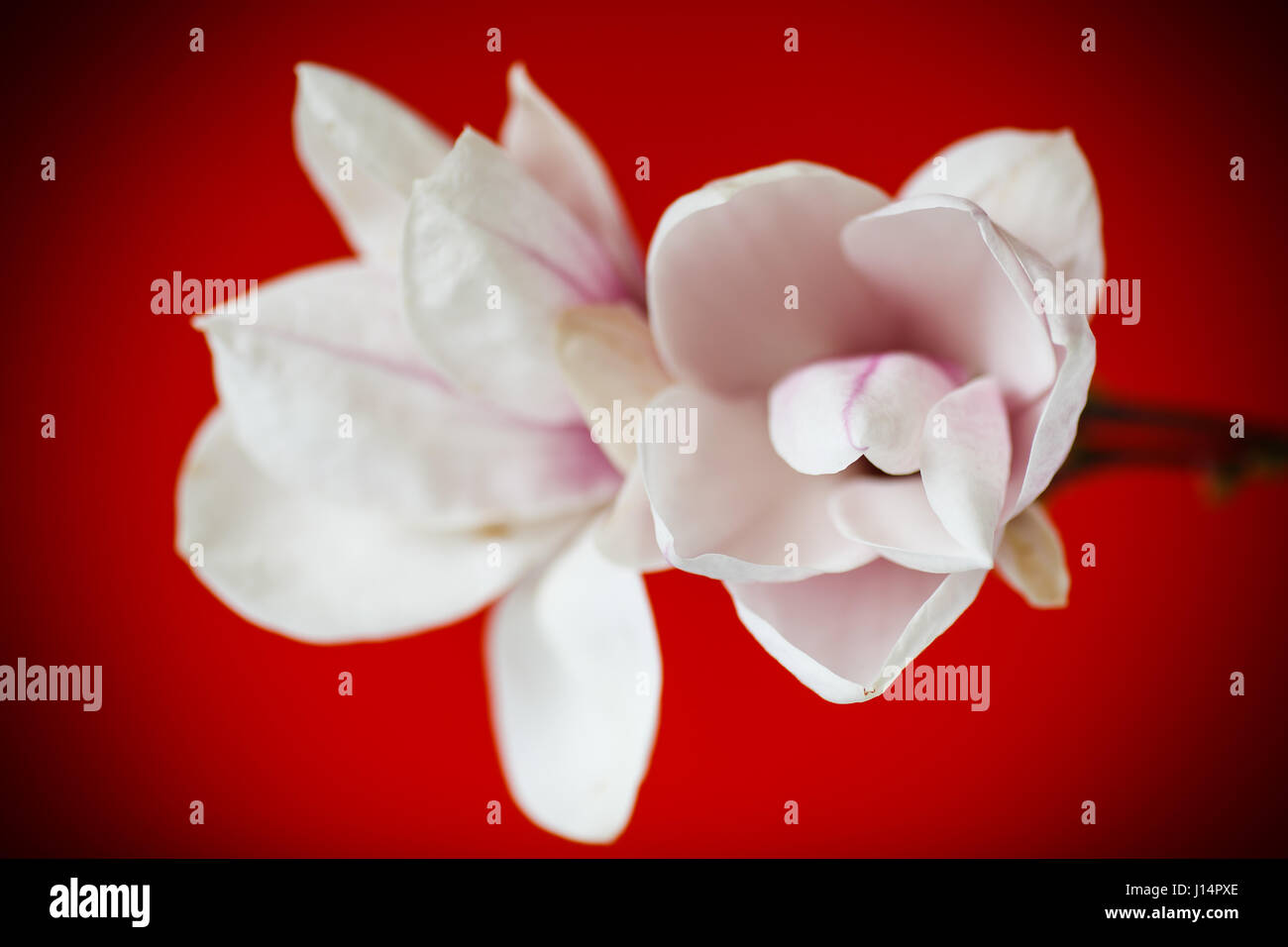 Beautiful pink magnolia flower Stock Photo - Alamy