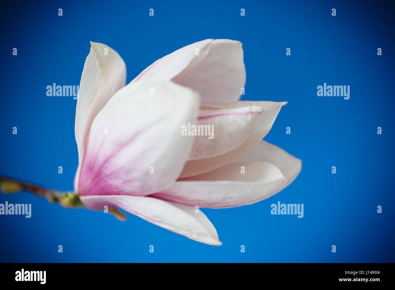 Beautiful pink magnolia flower Stock Photo Alamy