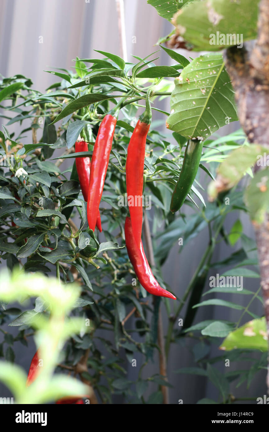 Homegrown chili Stock Photo