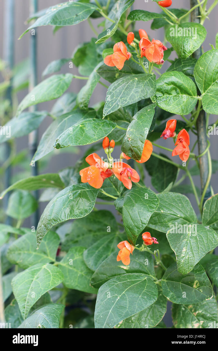 Phaseolus coccineus or also known as Scarlett Runner Bean Stock Photo