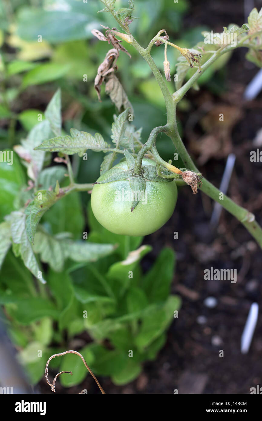 Fresh home grown tomatoes ripening Stock Photo