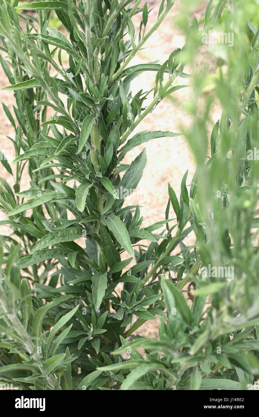 Flaxleaf fleabane or known as Conyza bonariensis Cronquist or hairy horseweed Stock Photo