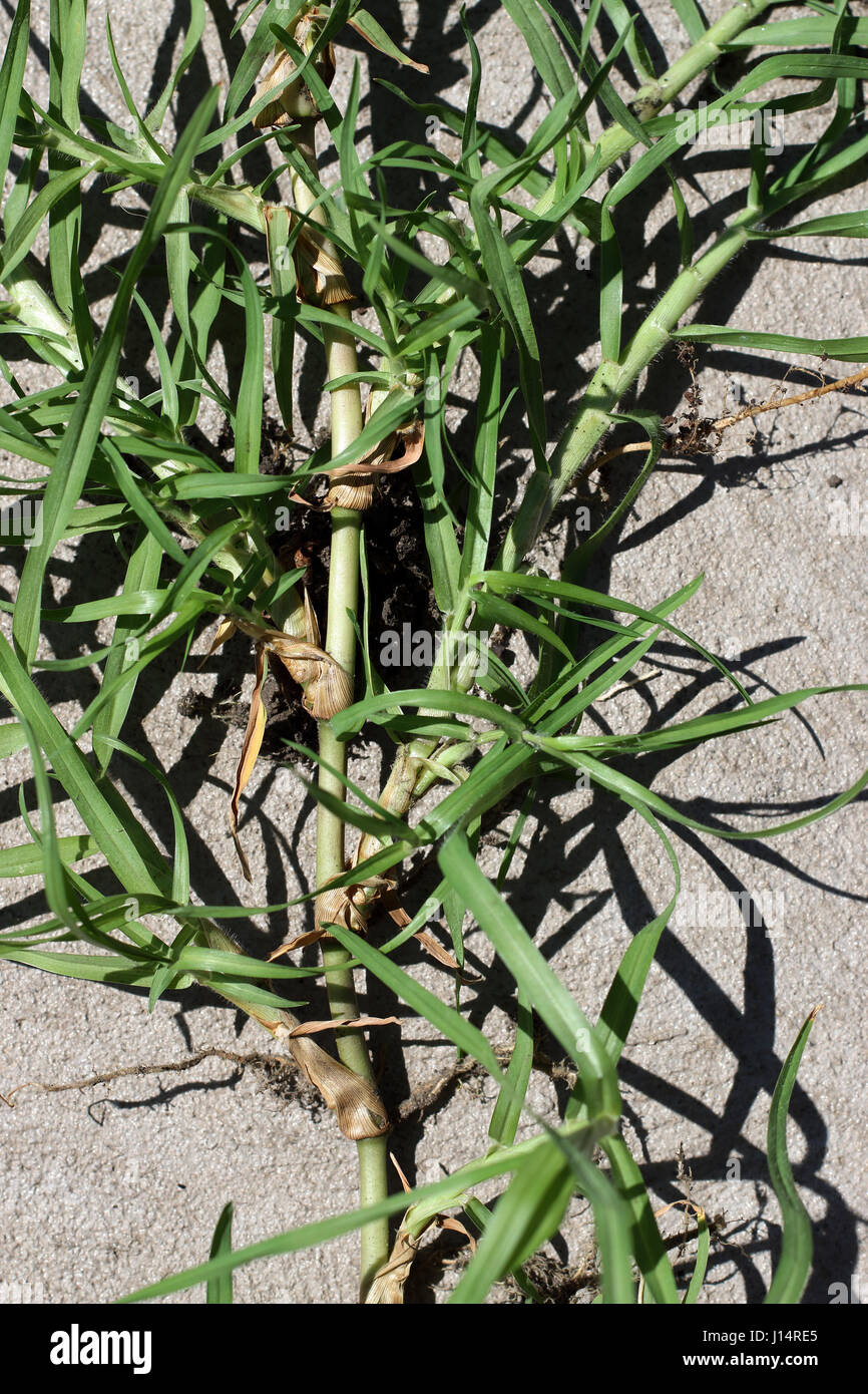 Close up of Cynodon dactylon or known couch grass runners isolated Stock Photo