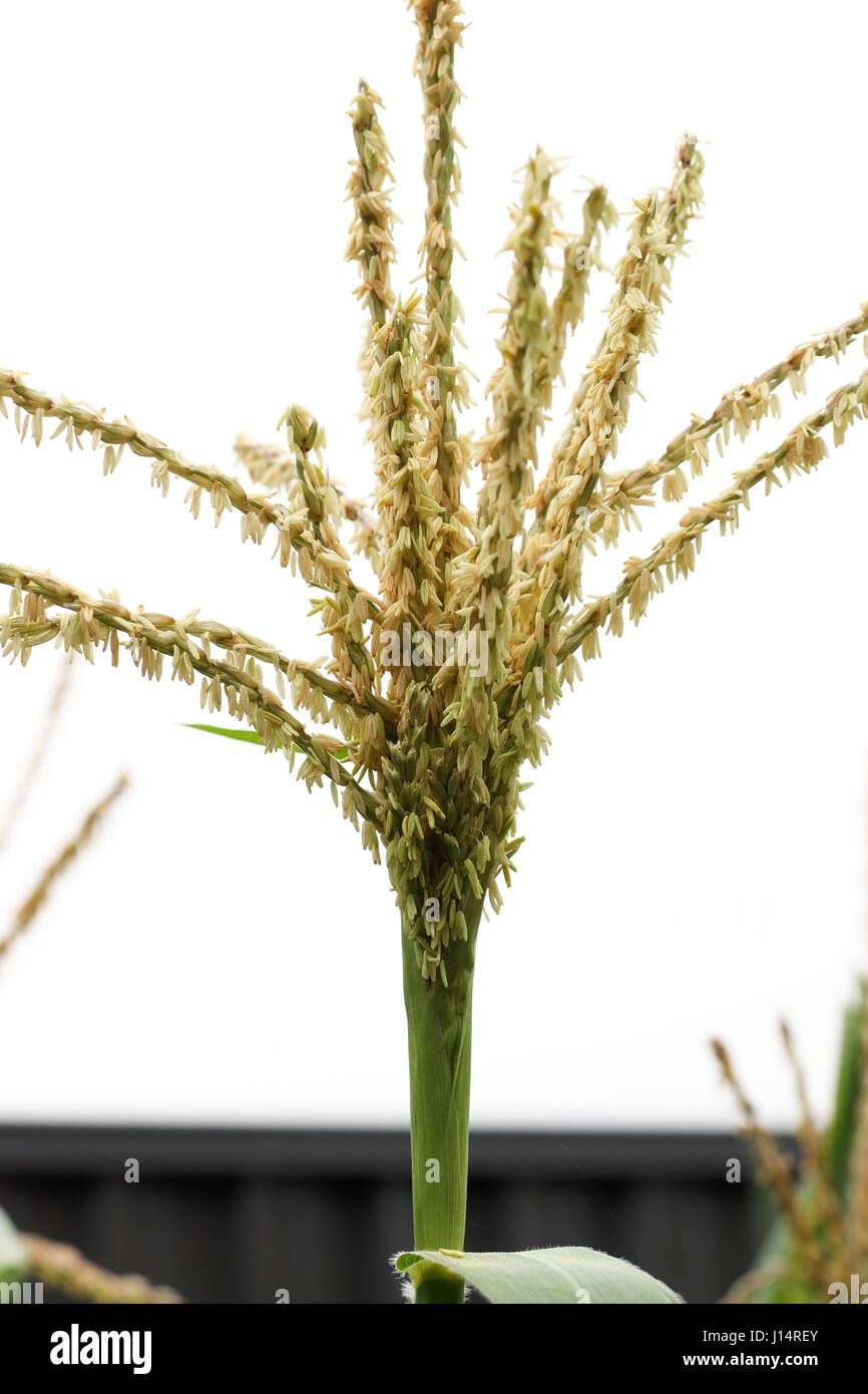 Close up dried Corn Maize flowers Stock Photo