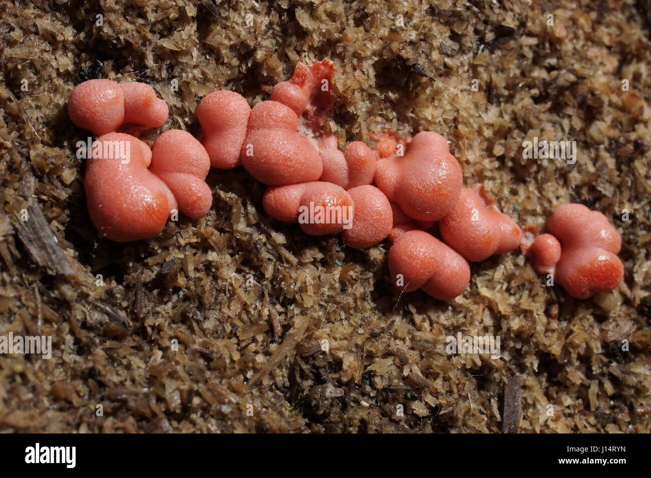 Lycogala epidendrum, Mycetozoa Stock Photo