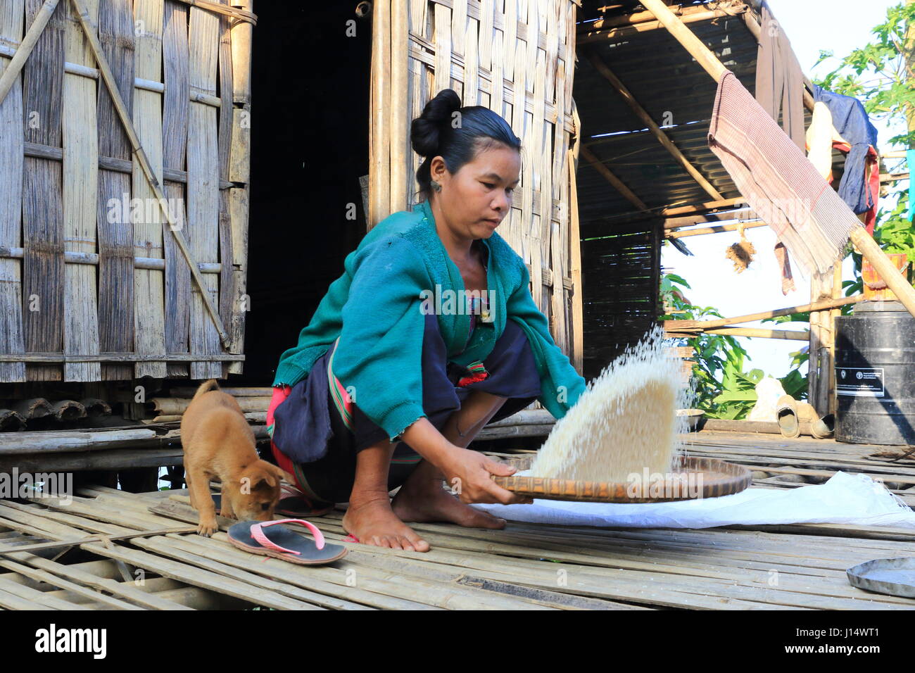 A woman from the Tripura of Tipra ethnic community husking rice infront ...