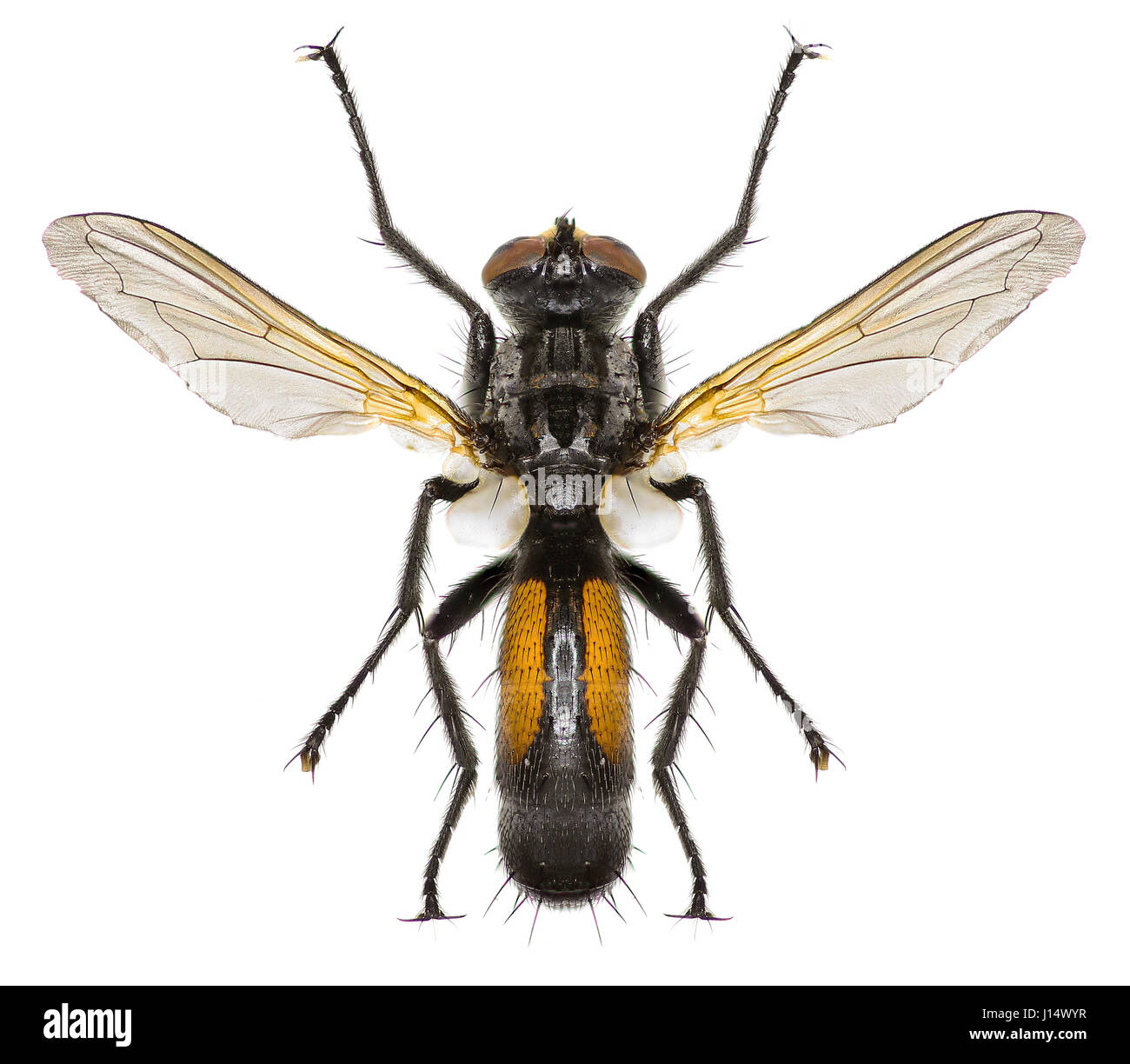 Tachinid fly tachinidae Cut Out Stock Images & Pictures - Alamy