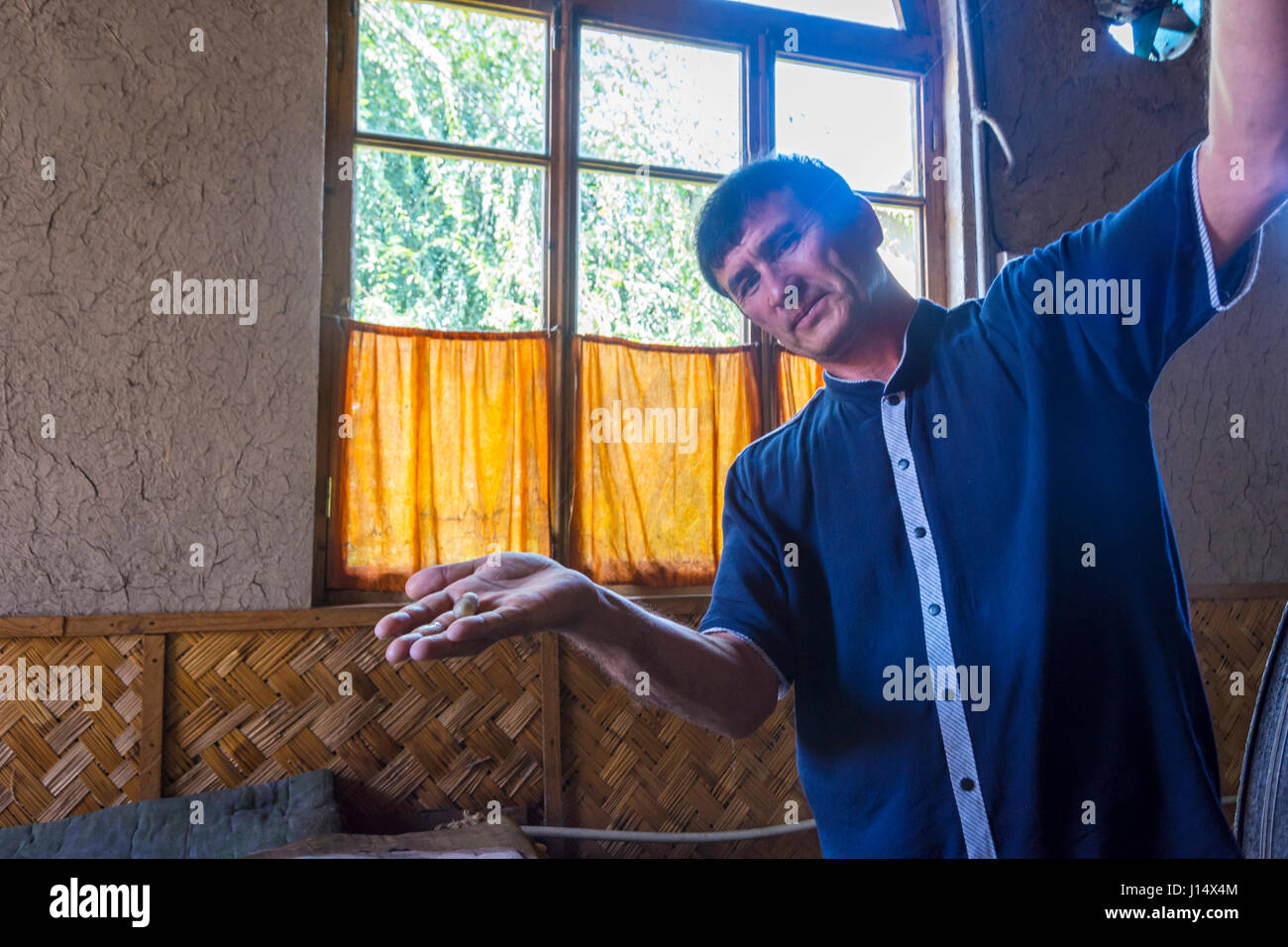 MARGILAN, UZBEKISTAN - AUGUST 20: Man showing silk thread coming from a silkworm cocoon in a silk factory. August 2016 Stock Photo