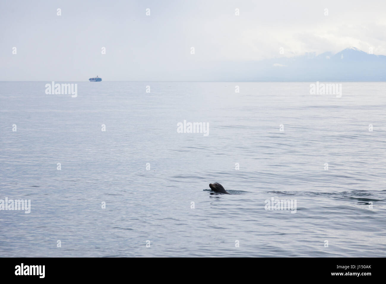 Seal swimming off Victoria BC coastline Stock Photo