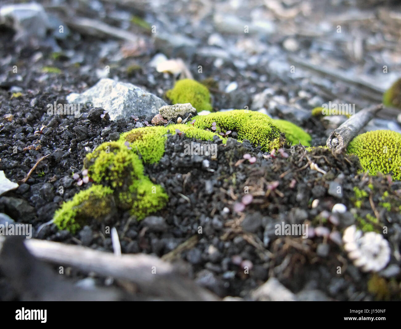 Moss Particles Close up moss rocks hi-res stock photography and images - Alamy