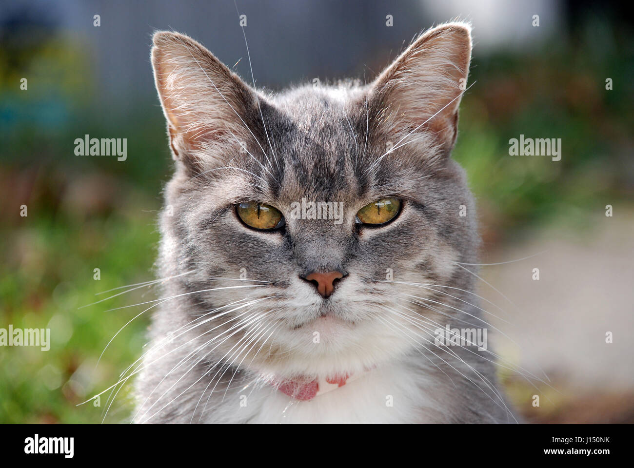 Pointy ears cat hires stock photography and images Alamy