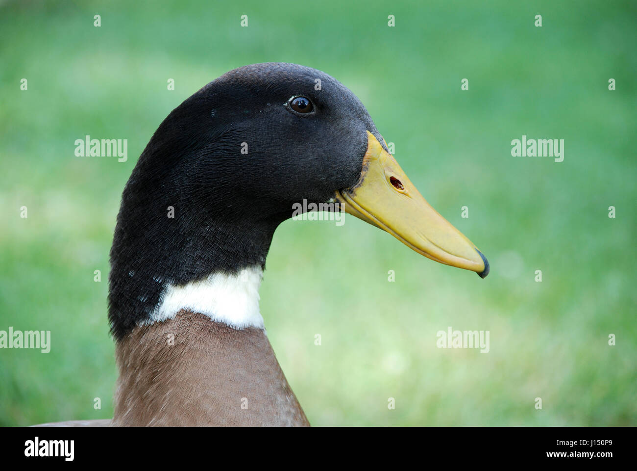 Duck Portrait Stock Photo
