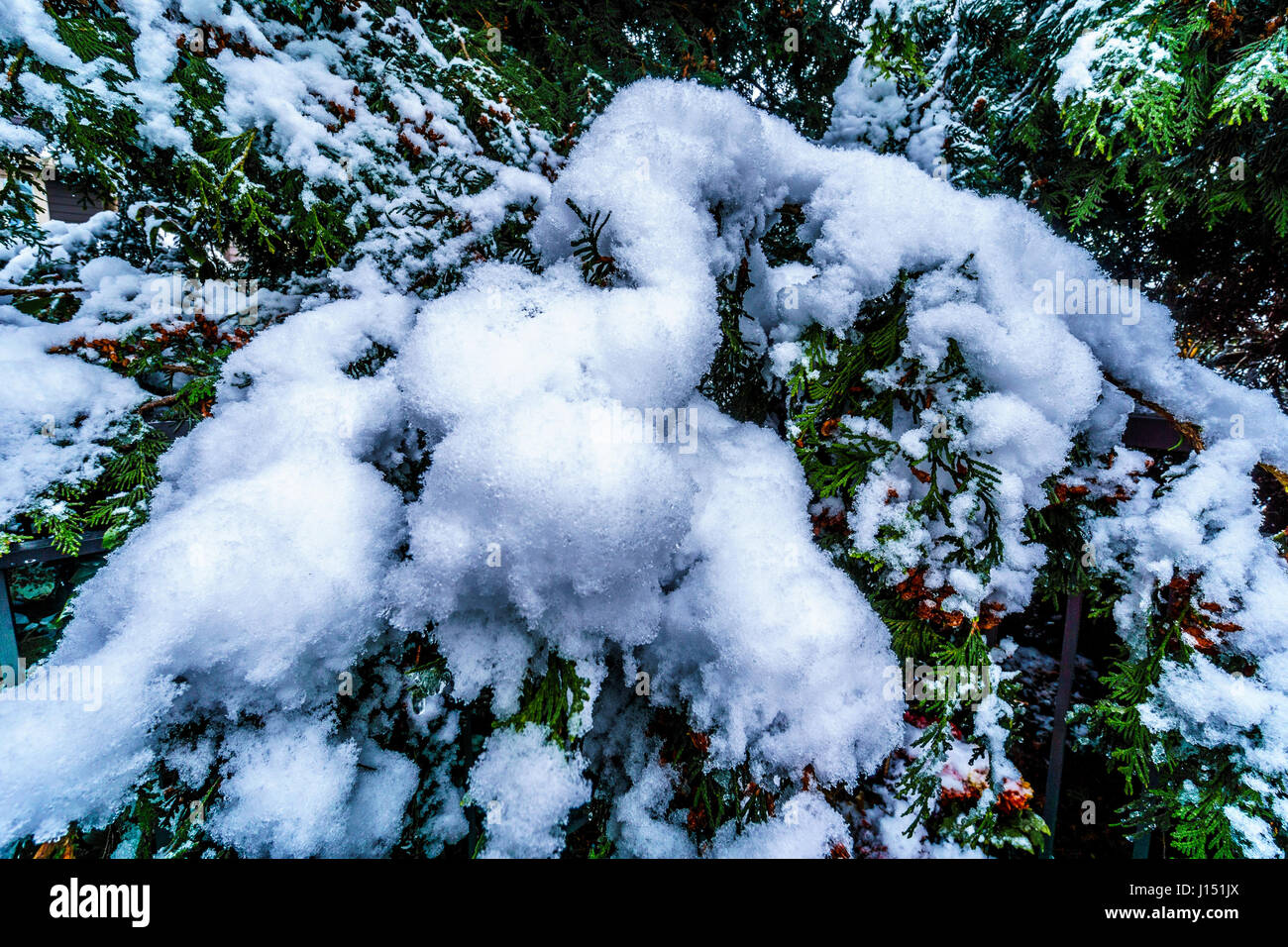 Winter scene with snow covered trees in a back yard in the Fraser Valley, British Columbia, Canada Stock Photo