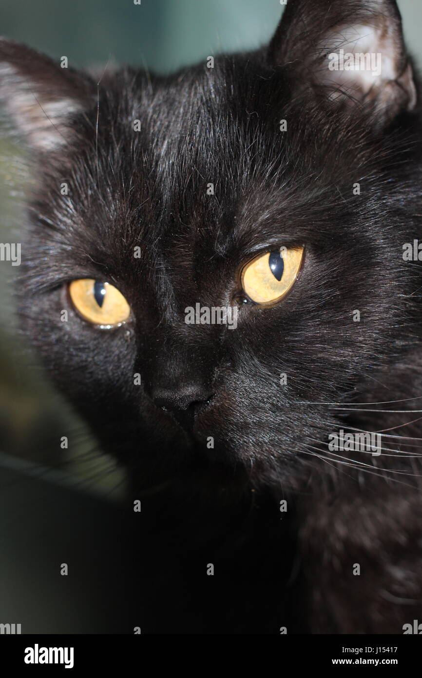 Cute muzzle black cat with yellow eyes close-up Stock Photo - Alamy