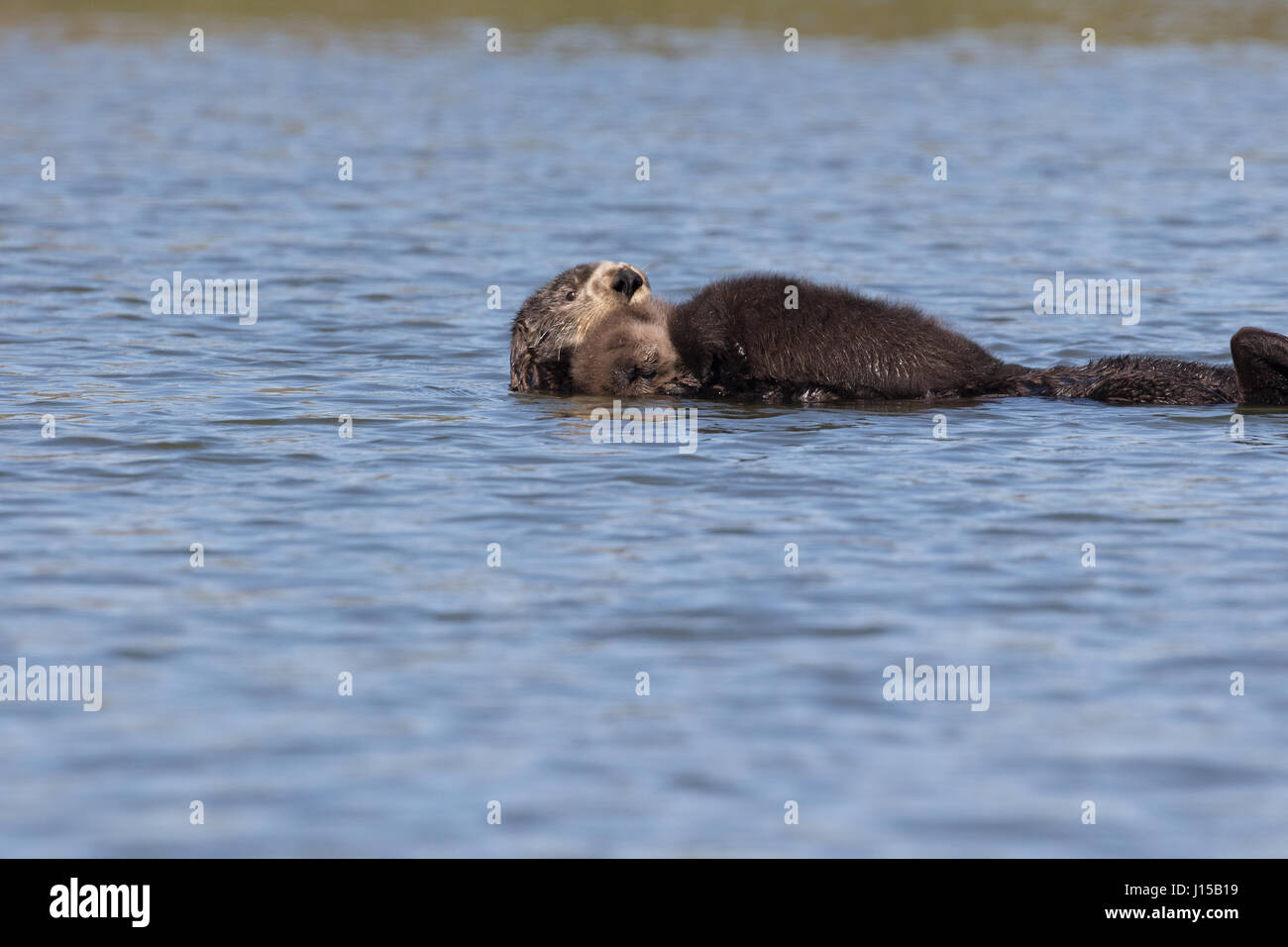 Southern Sea Otter (Enhydra lutris) with newborn pup in Elkhorn Slough, California Stock Photo