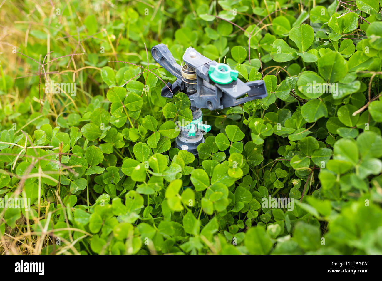 Sprinkler head for spraying water over green grass Stock Photo Alamy