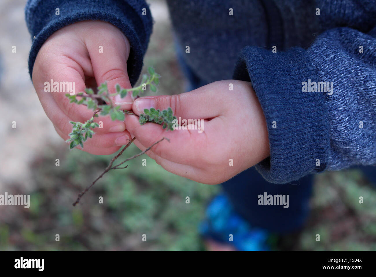 toddler exploring garden of plants Stock Photo - Alamy
