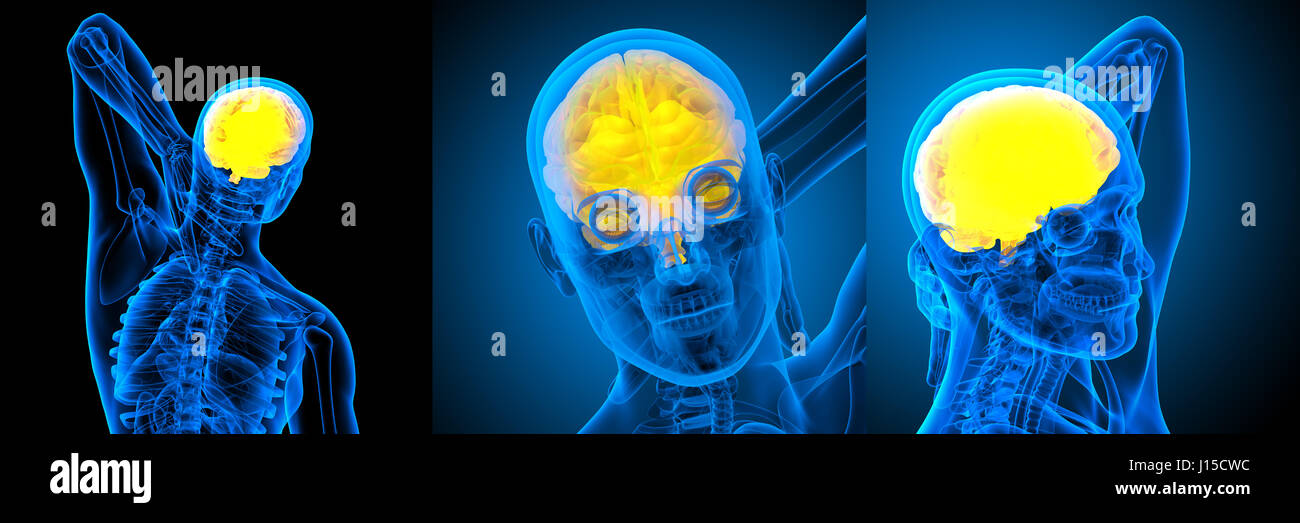 3d rendering medical illustration of the human brain Stock Photo - Alamy