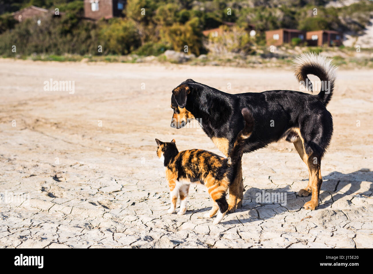 Dog and cat playing together outdoor Stock Photo